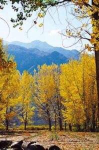 La Zona de Cuyo, Catamarca, el costado de la cordillera de los Andes… con sus amarillos.