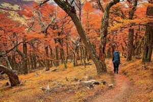 Una vuelta por el Bosque de Lengas (Nothofagus pumilio), Bosque andino-patagónico. Área Natural Protegida Río Azul-Lago escondido, El Bolsón, Río Negro. Usuhaia, paseos por caminos