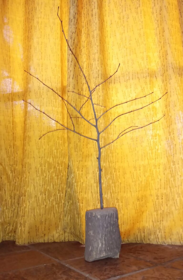 ARBOL DE LAS ESTACIONES