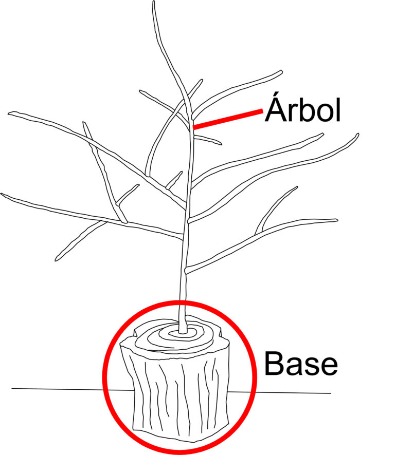 Arbol base