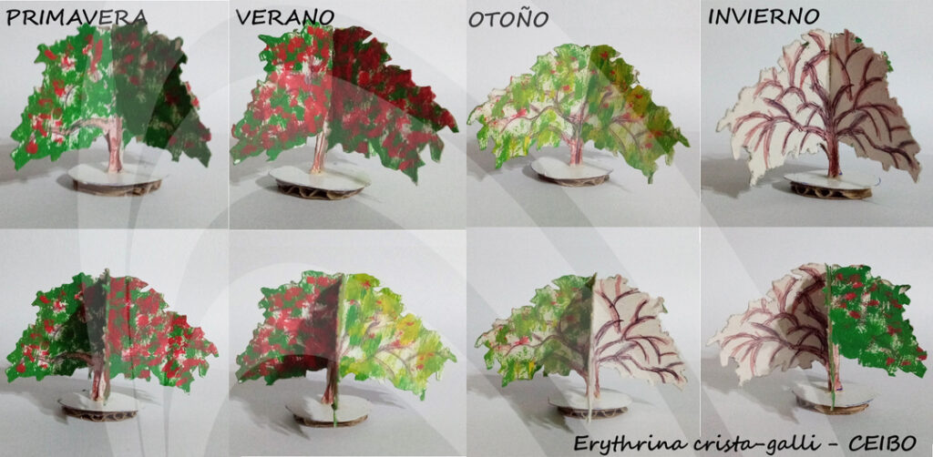 Erythrina crista galli_pintado cambio de estaciones_con logo
