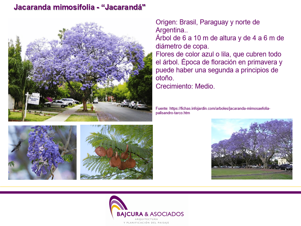 Jacaranda mimosifolia