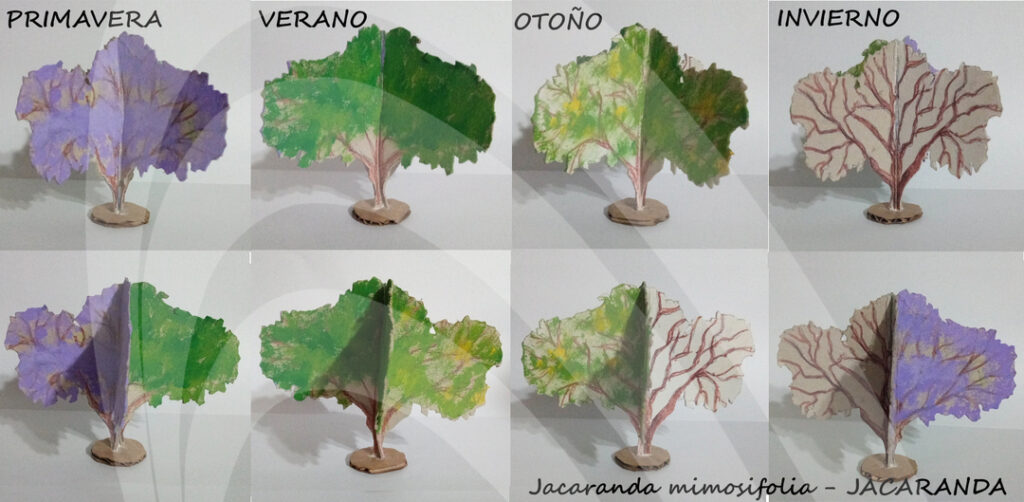 Jacaranda mimosifolia_pintado cambio de estaciones_con logo