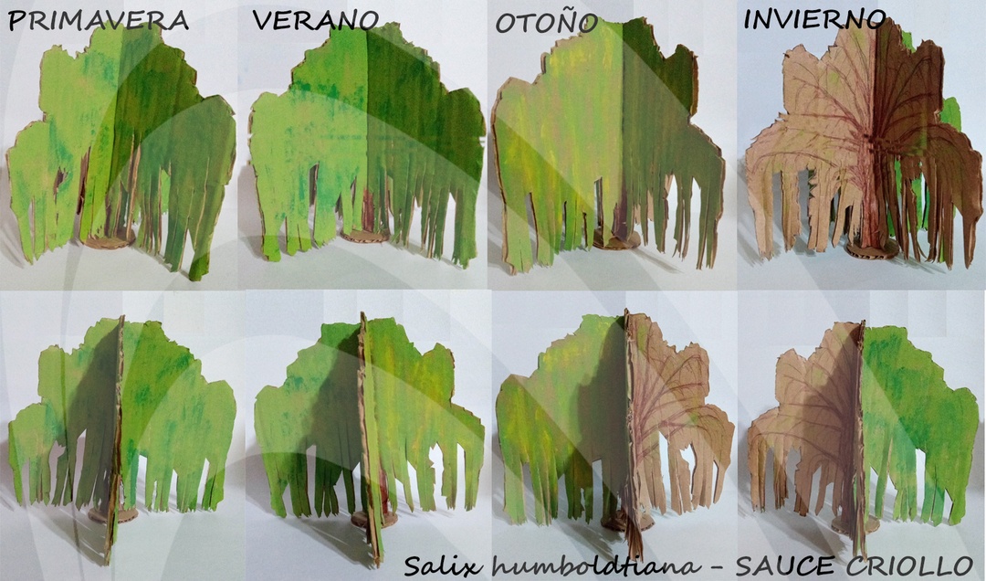 SALIX HUMBOLDTIANA_pintado cambio de estaciones_con logo