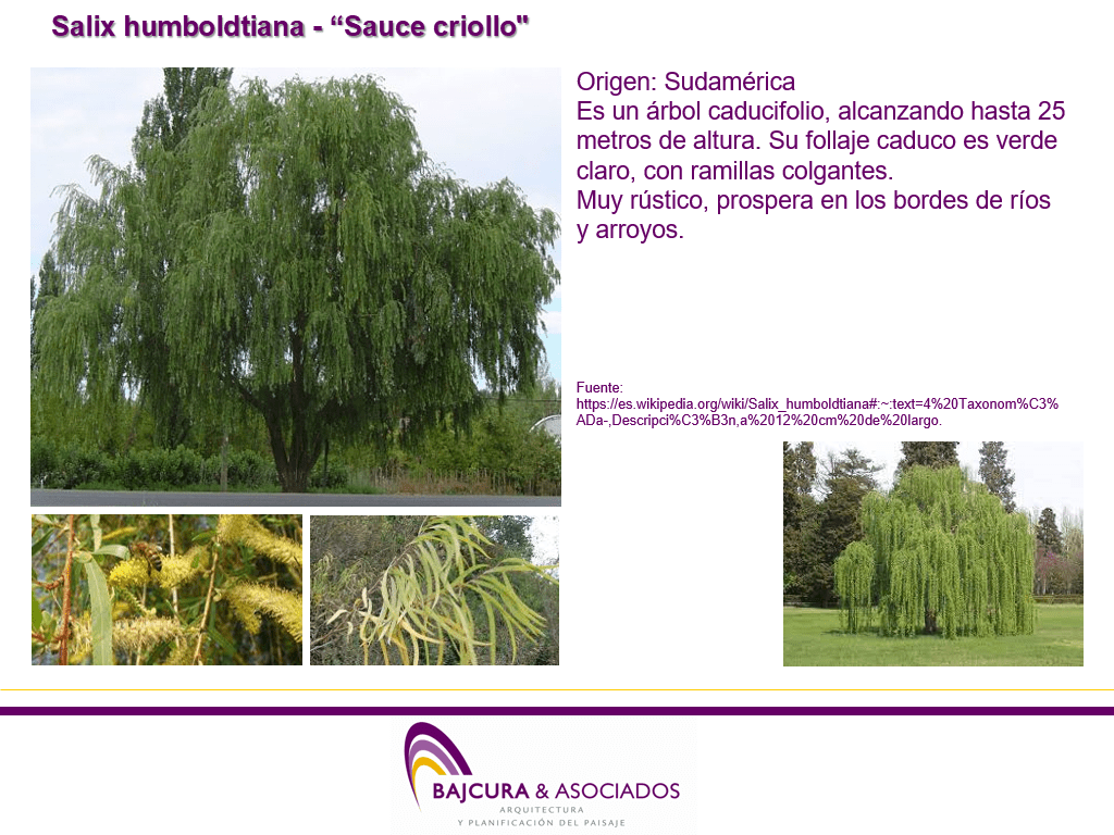 Salix humboldtiana