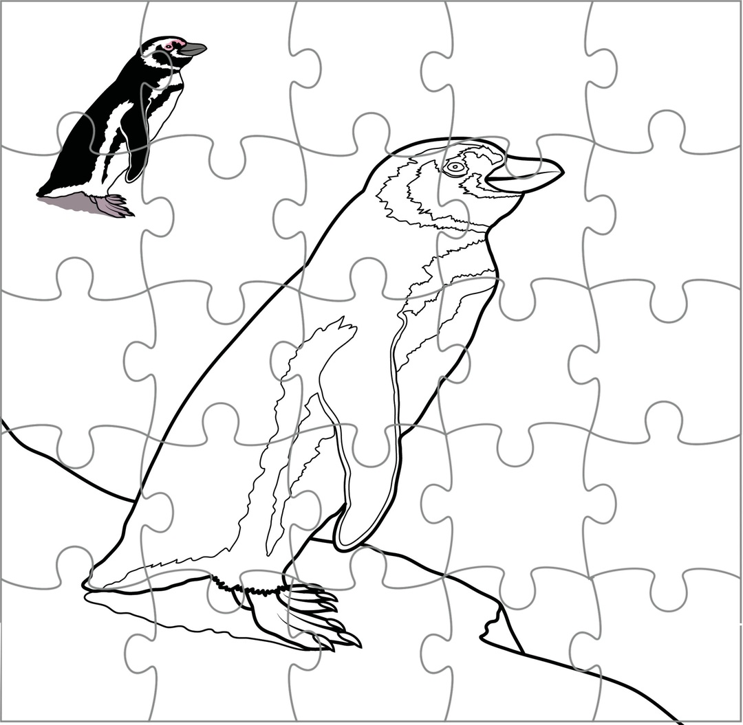 pinguino de magallanes rompe