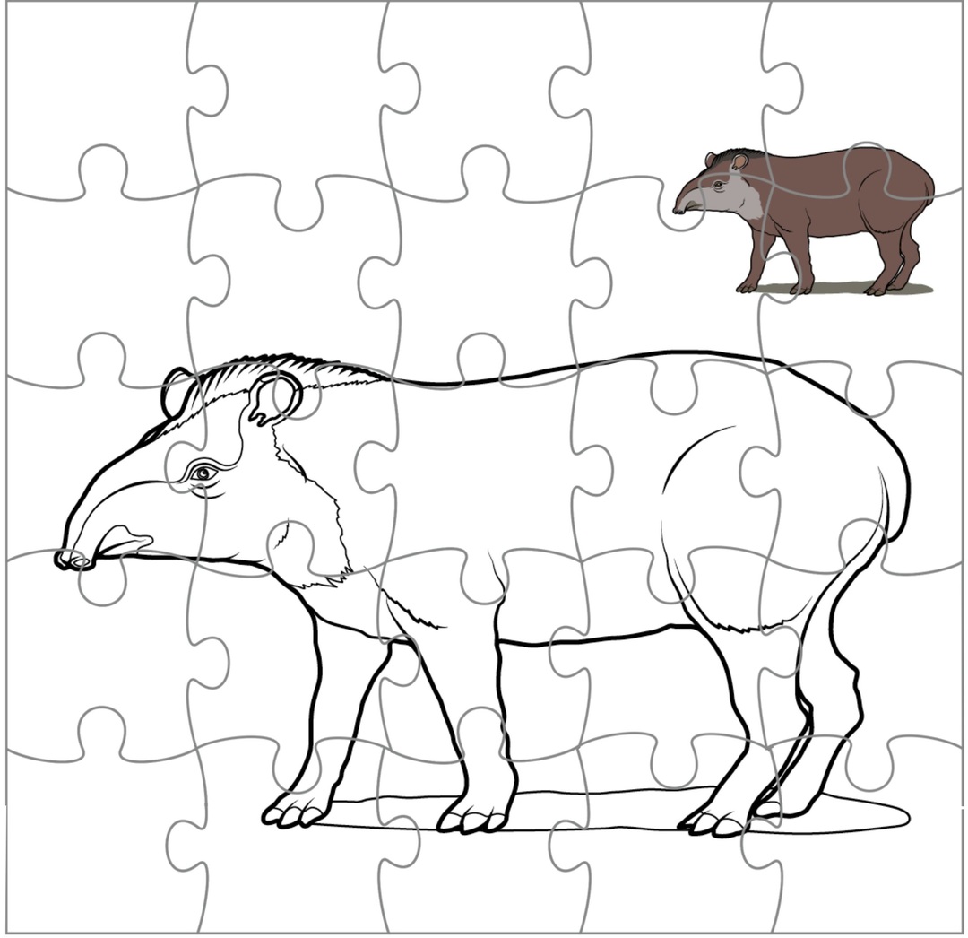 tapir rompe