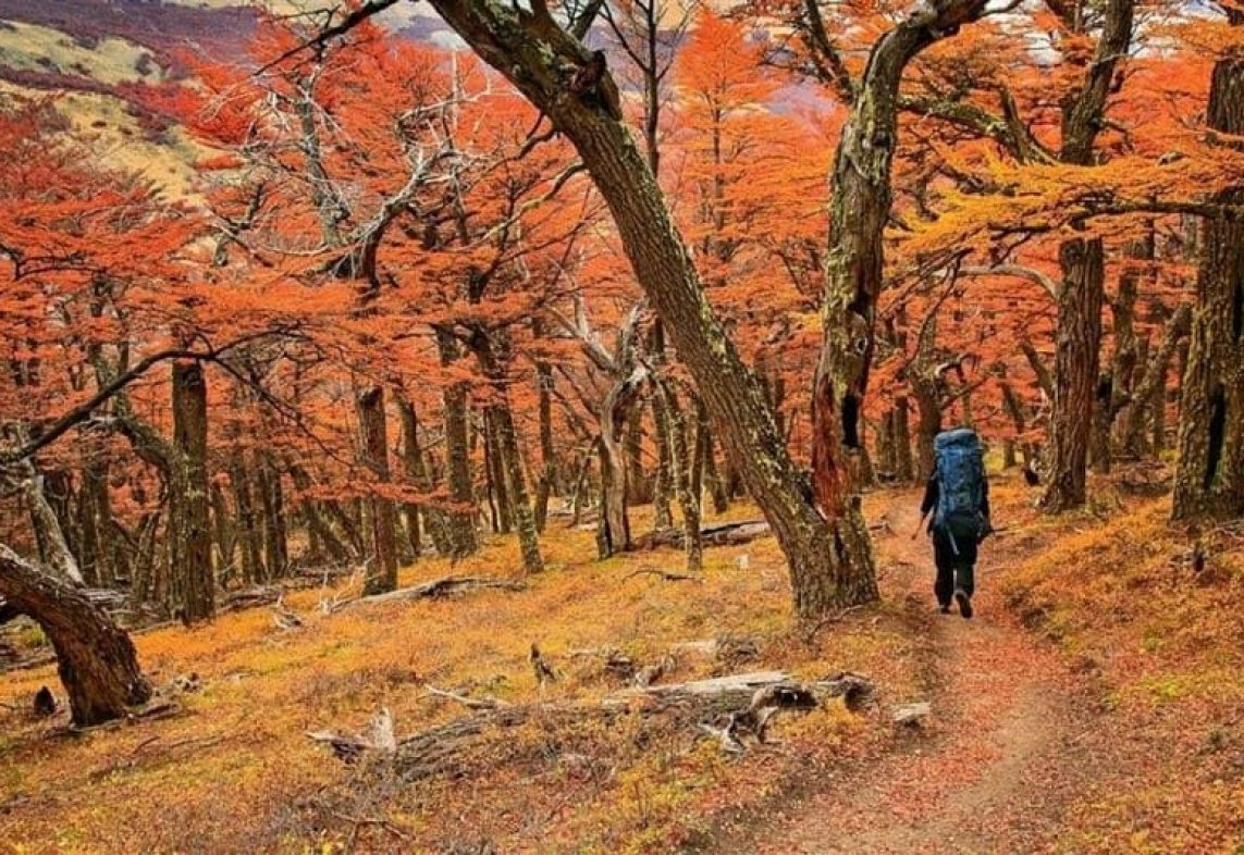 Una vuelta por el Bosque de Lengas (Nothofagus pumilio), Bosque andino-patagónico. Área Natural Protegida Río Azul-Lago escondido, El Bolsón, Río Negro. Usuhaia, paseos por caminos Una vuelta por el Bosque de Lengas (Nothofagus pumilio), Bosque andino-patagónico. Área Natural Protegida Río Azul-Lago escondido, El Bolsón, Río Negro. Usuhaia, paseos por caminos
