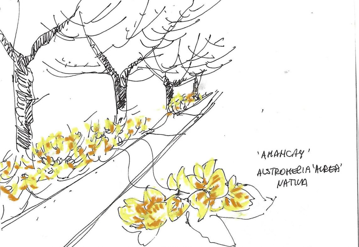 SOTOBOSQUE CON AMANCAY SOTOBOSQUE CON AMANCAY