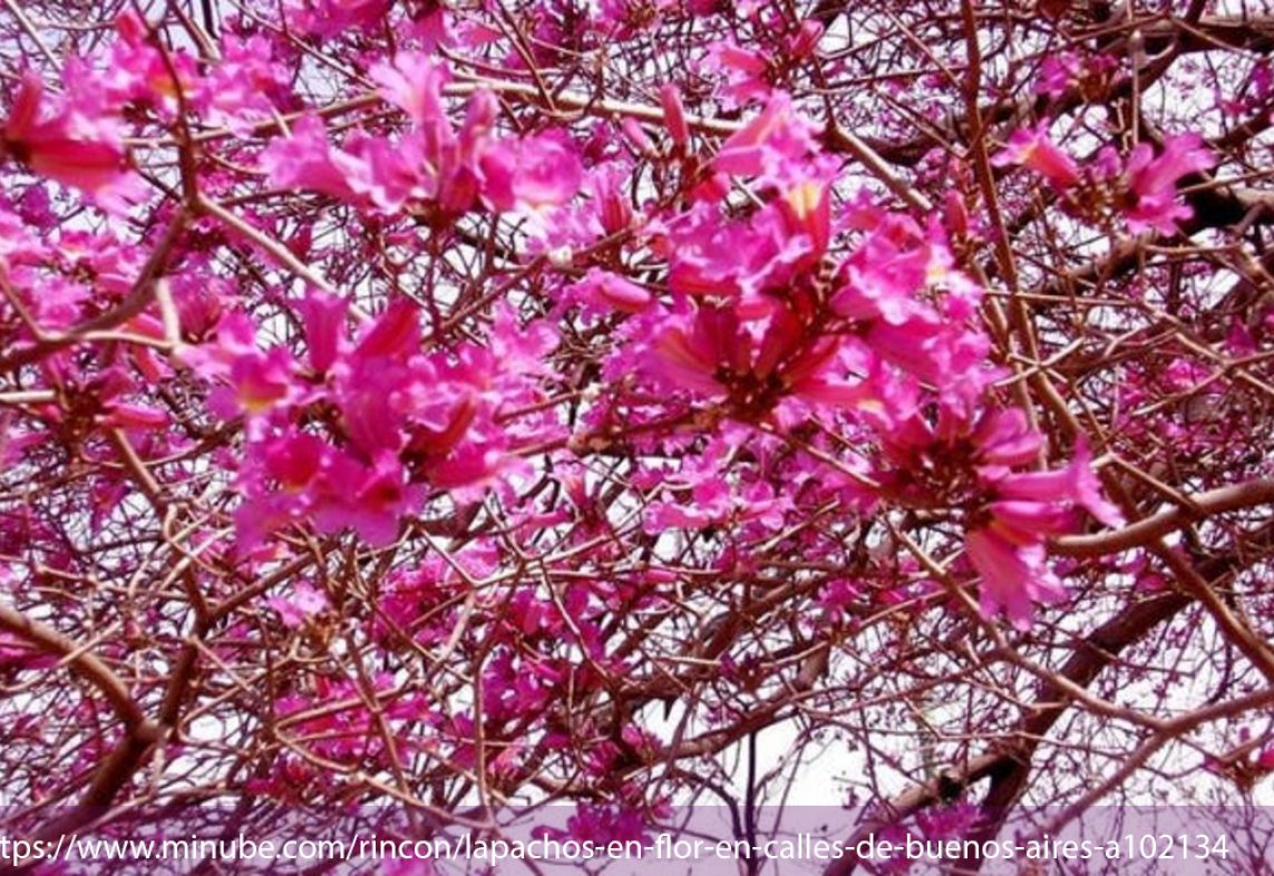 lapacho flores